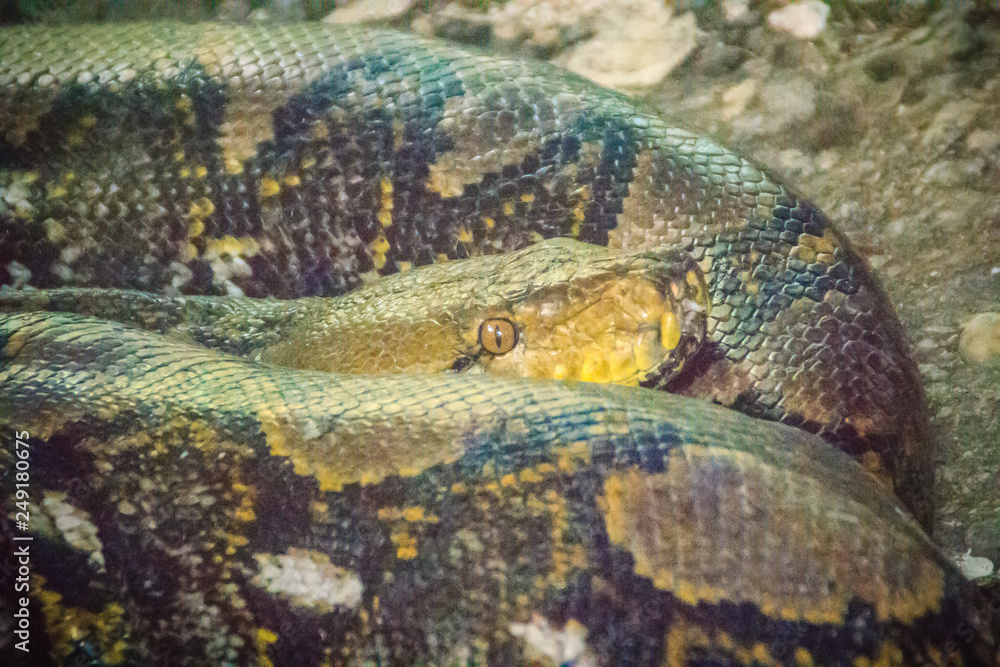 The reticulated python (Python reticulatus) is a species of python found in Southeast Asia. They are nonvenomous constrictors and normally not considered dangerous to humans. The reticulated python (Python reticulatus) is a species of python found in Southeast Asia. They are nonvenomous constrictors and normally not considered dangerous to humans.