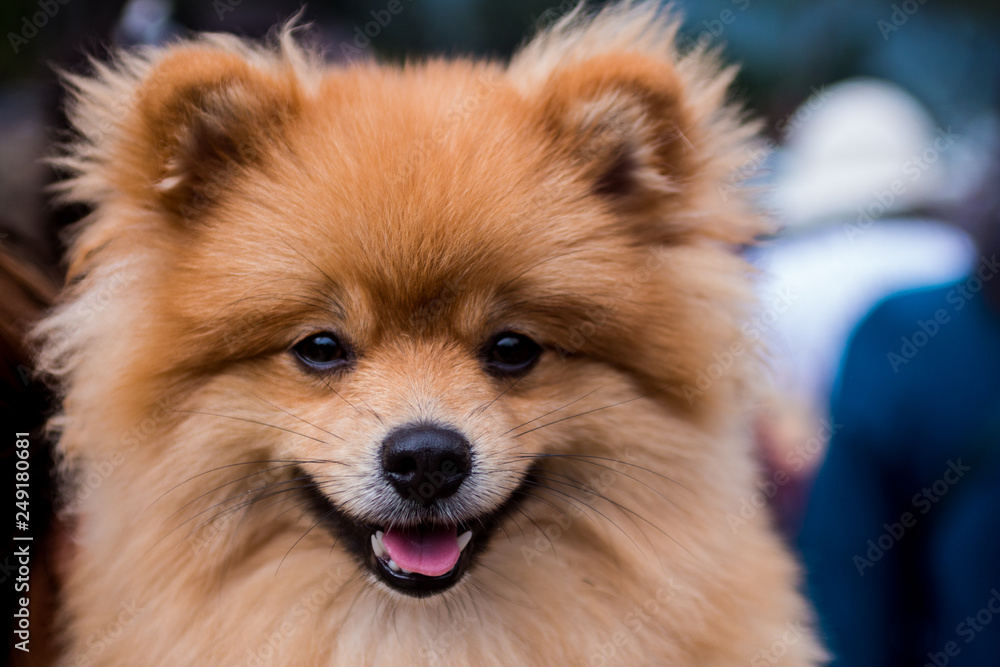 Young Pomeranian dog is smiling to camera