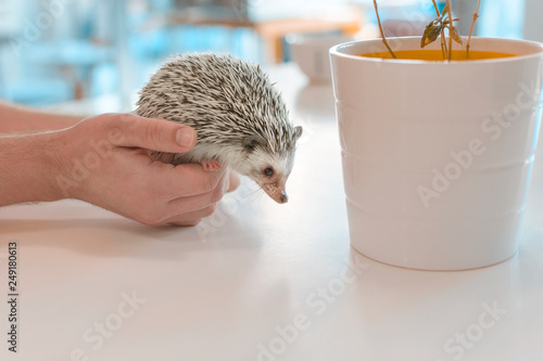 Young little pet African dwarf hedgehog in a hand on a white table photo