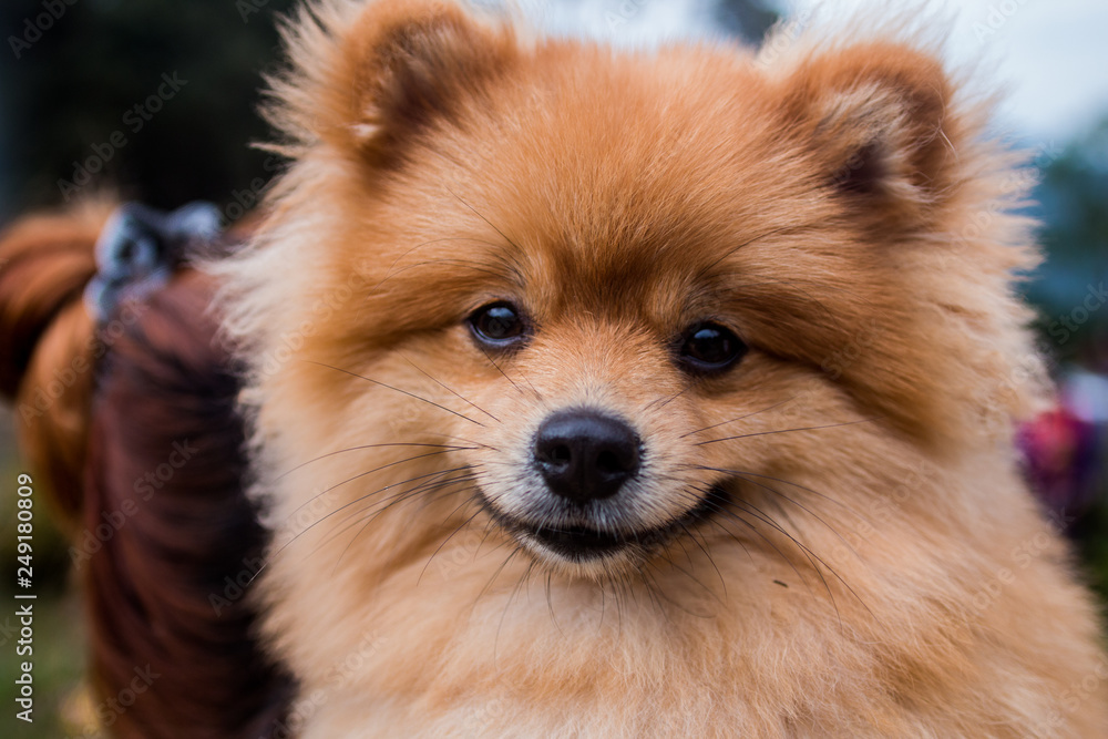 Pomeranian dog is looking to camera Pomeranian dog is looking to camera