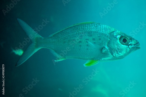 Underwater life. Fishes swimming among second largest coral reef in Tulum. Mexico.  © Maciej