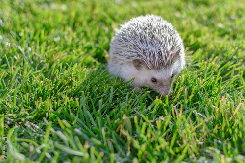 Young small adorable hedgehog on the garden grass