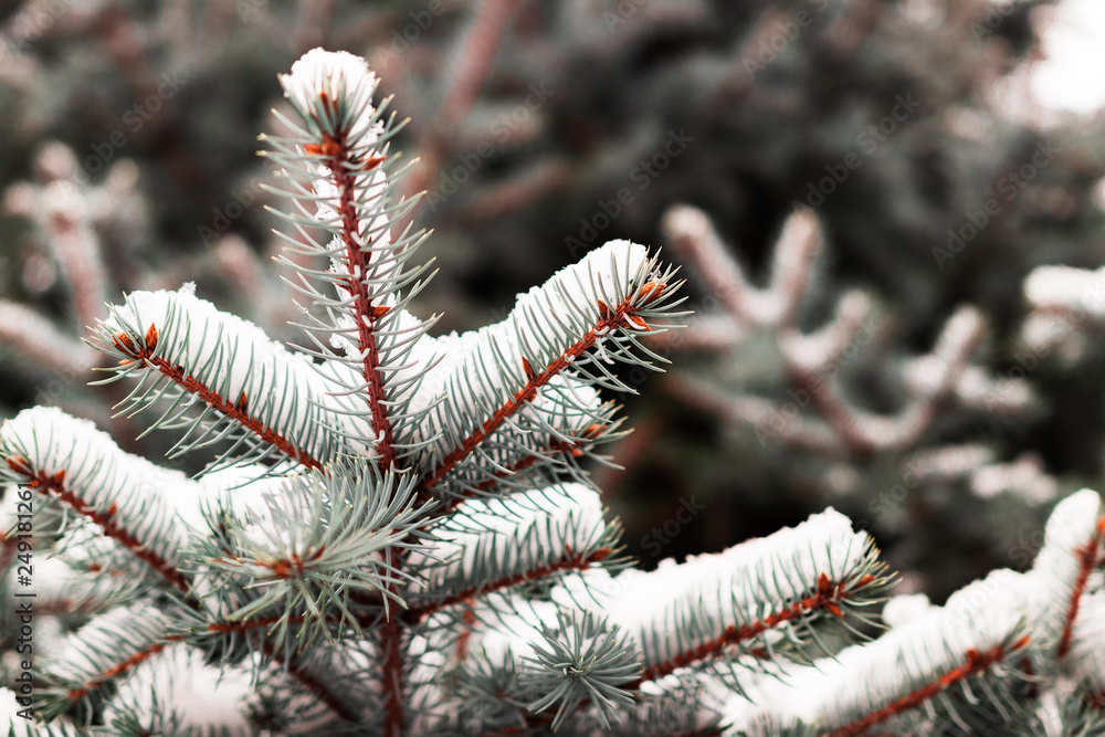 Christmas trees in the park. pine cones and white snowflakes. new Year. Christmas. Santa holidays. background. Christmas trees in the park. pine cones and white snowflakes. new Year. Christmas. Santa holidays. background.