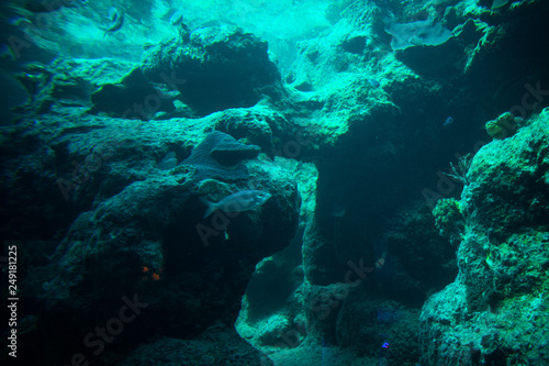 Underwater life. Fishes swimming among second largest coral reef in Tulum. Mexico. 