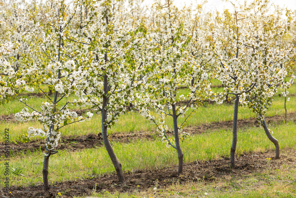 A row of flowering trees in a blooming garden of sweet cherries, white flowers, concept