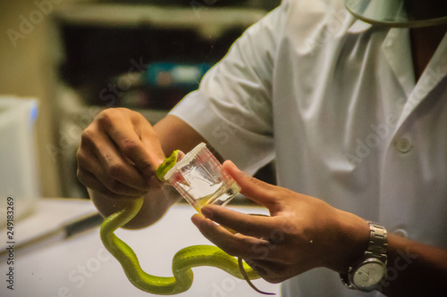 Milking green pit viper (Trimeresurus) snake for venom to produce snake antidote serum photo