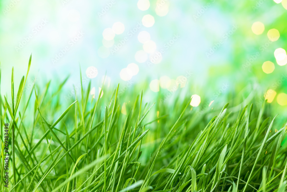 background of green summer grass with dew and bokeh