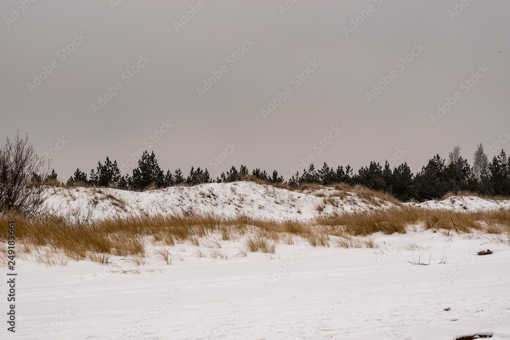 Landscape in cold winter day. Trees and bushes in the Baltic Sea. Landscape in cold winter day. Trees and bushes in the Baltic Sea.