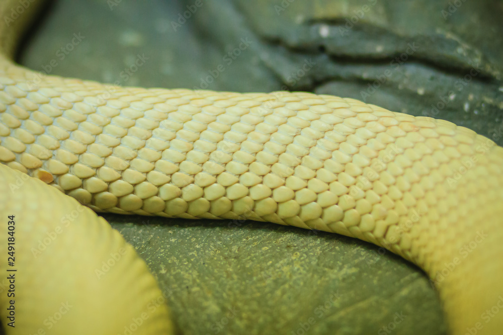 Obraz premium The monocled cobra (Naja kaouthia), also called monocellate cobra, is a cobra species widespread across South and Southeast Asia.
