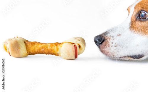 Canvas Print A Beable Mix Hound Dog Sniffing a Delicious Dog Bone.