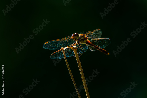 Large orange dragonfly sitting on grass straw, isolated subject