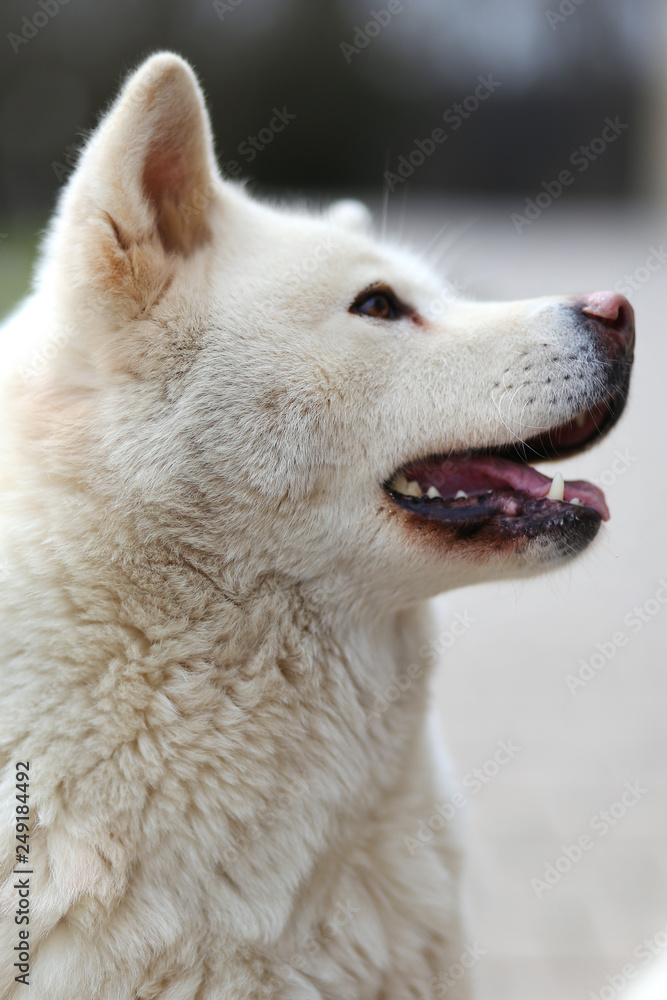 Fototapeta premium Head shot closup of a young japanese akita inu dog