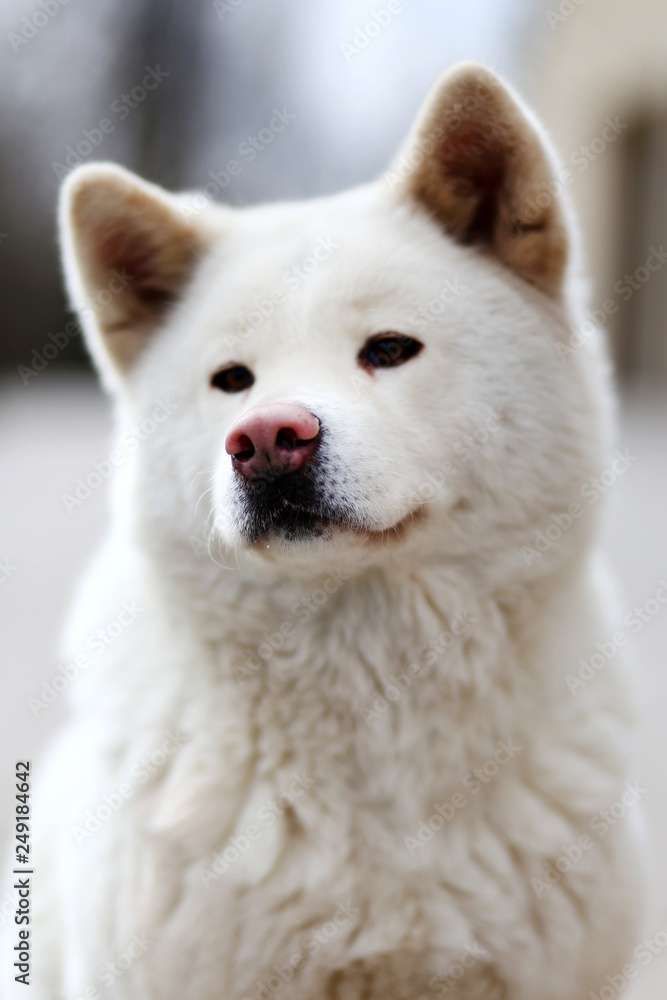 Head shot closup of a young japanese akita inu dog Head shot closup of a young japanese akita inu dog