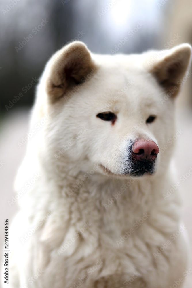 Fototapeta premium Outdoor close up portrait of a japanese akita inu dog