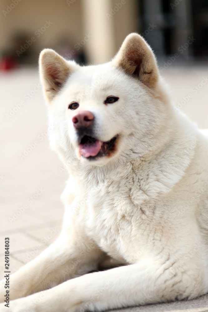 Obraz premium Outdoor close up portrait of a japanese akita inu dog