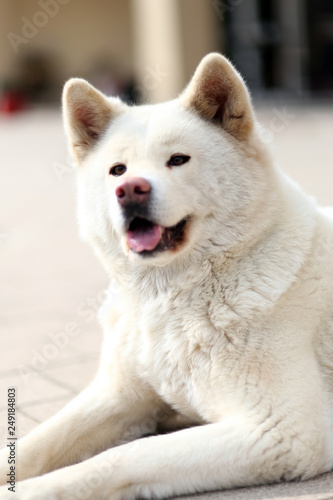 Outdoor close up portrait of a japanese akita inu dog © acceptfoto