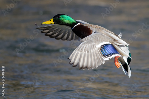 Mallard Duck Landing on the Cool Water