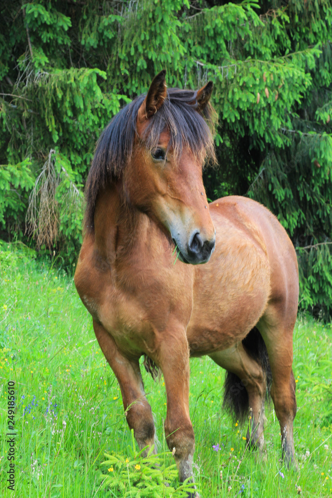 Fototapeta premium Beautiful brown horse near the forest