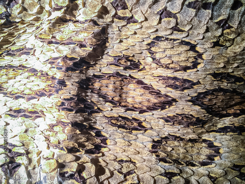 Dried snake skin of Siamese russell's viper (Daboia siamensis) for background. Daboia siamensis is a venomous viper species that is endemic to parts of Southeast Asia, southern China and Taiwan.