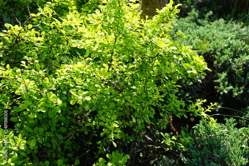 Fototapeta Naklejka Na Ścianę i Meble -  green leaf background