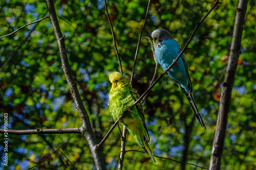 Couple of parrots on a branch photo