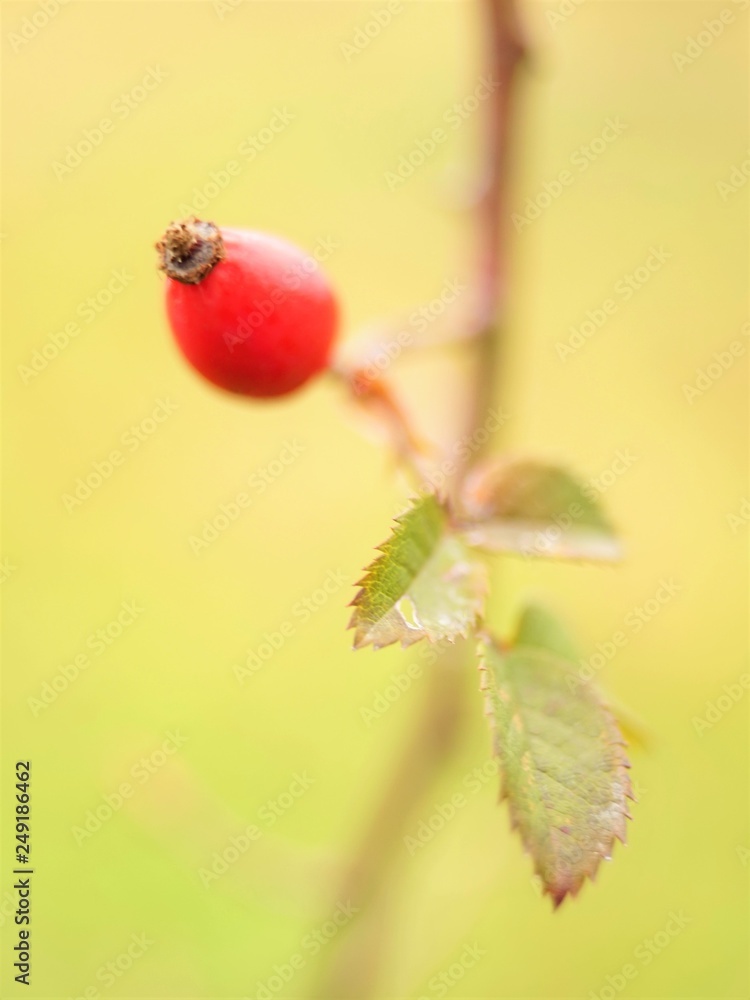 Red rosehip growing on a bush with green leaves. Red rosehip growing on a bush with green leaves.