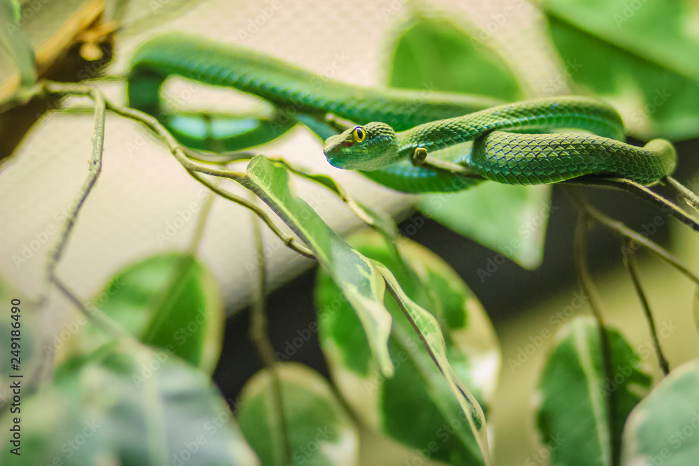 Obraz premium Large-eyed Green Pitviper (Trimeresurus macrops) species endemic to Southeast Asia