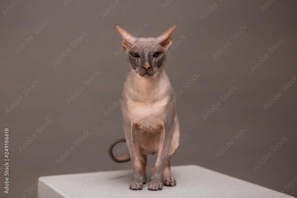 cat breed Sphynx on a gray background