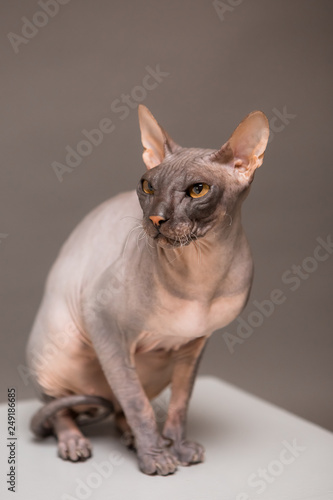 cat breed Sphynx on a gray background © КРИСТИНА Игумнова