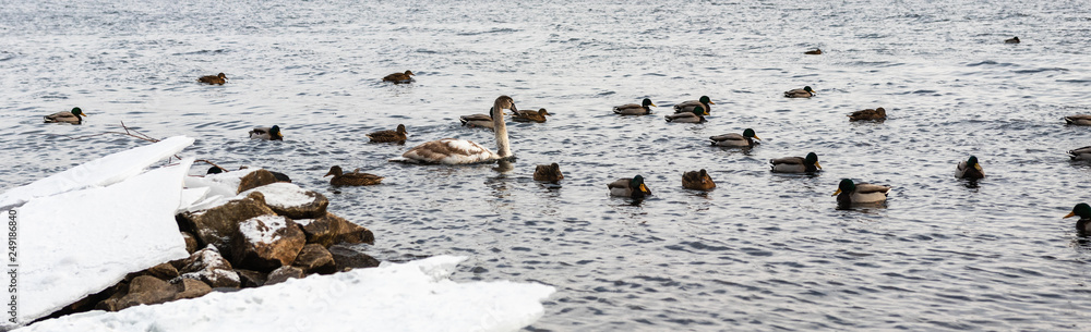 migratory birds, ducks and swans swim in a park on a lake / river. background. migratory birds, ducks and swans swim in a park on a lake / river. background.