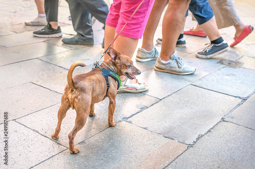 a small dog on a leash among the legs in a crowd of people