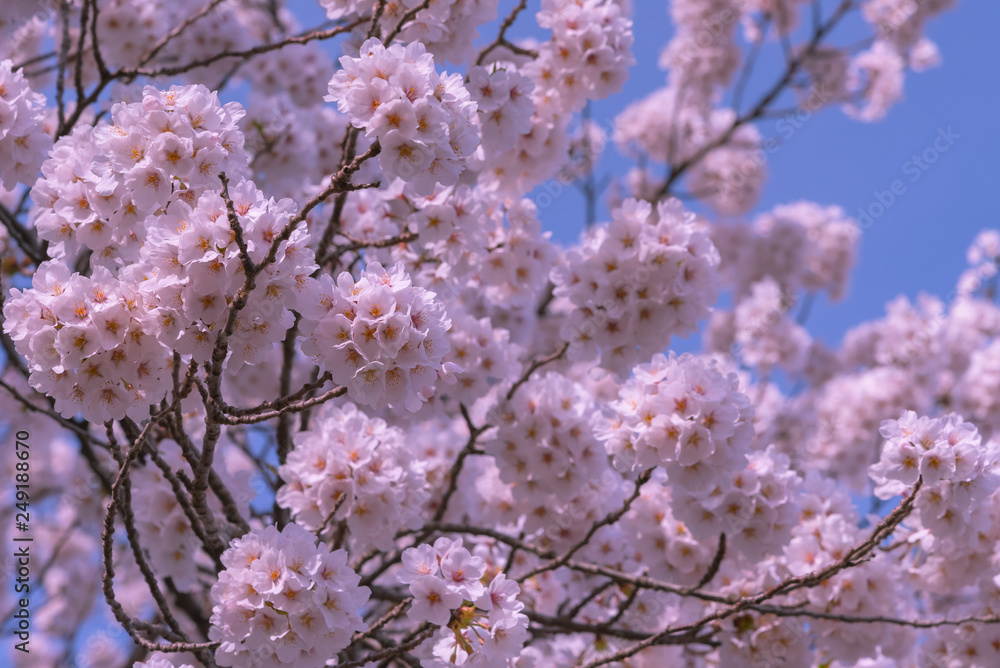 full bloom beautiful pink cherry blossoms flowers ( sakura ) in springtime sunny day with blue sky natural background