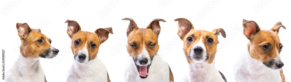 Closeup emotion Portraits of dog Jack Russell Terrier, standing in front, isolated on white - obrazy, fototapety, plakaty 