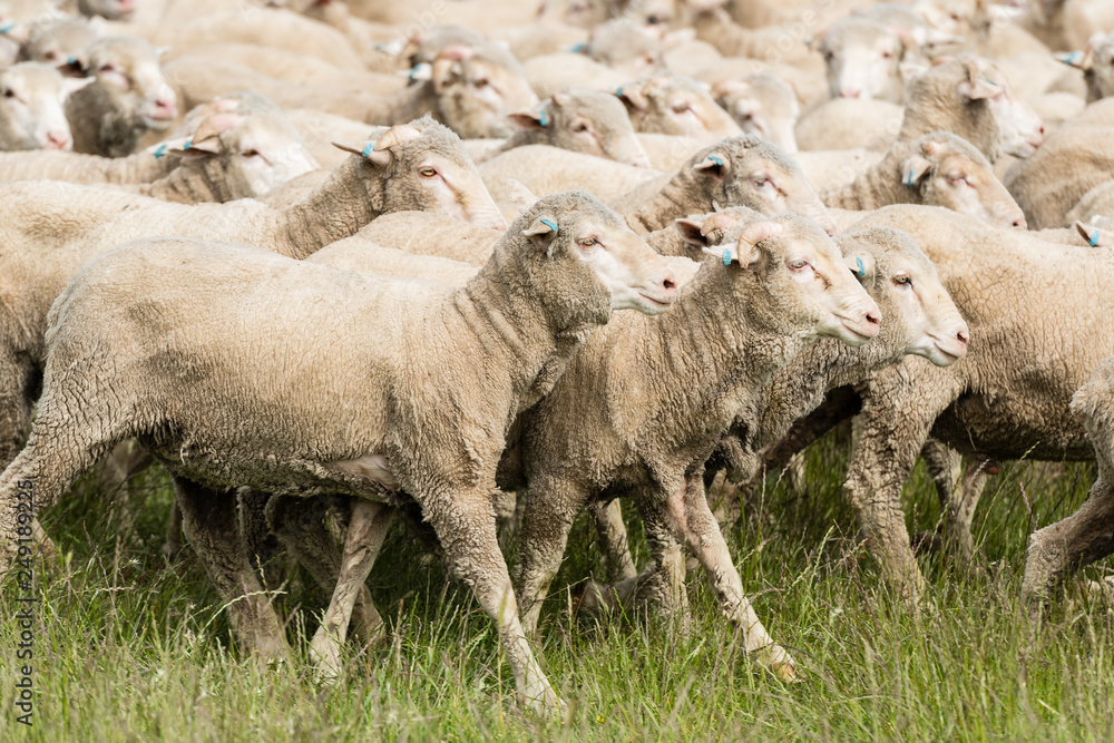 Sheep in a paddock Sheep in a paddock