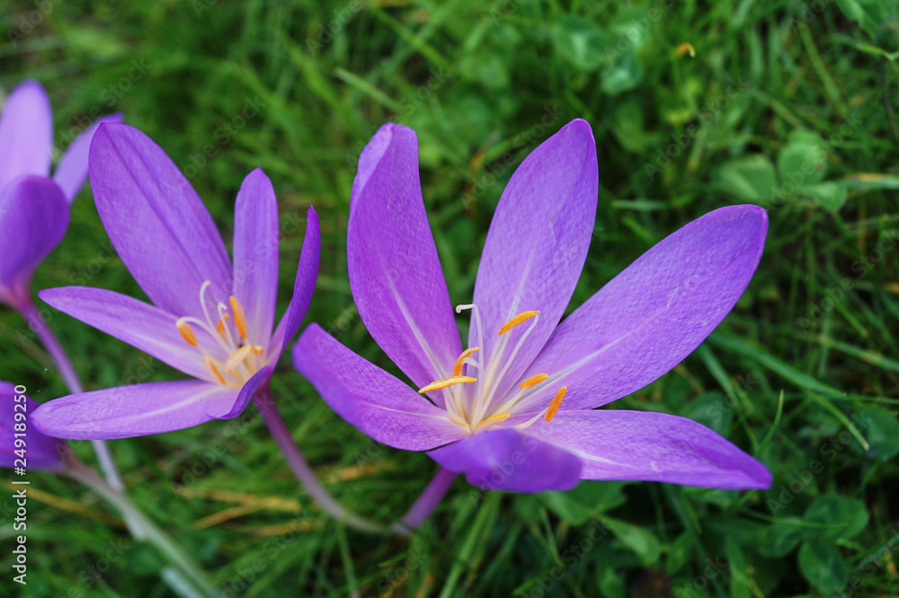 Fototapeta premium Purple crocus flowers blooming agains a green grass background