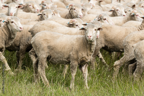 Fototapeta Naklejka Na Ścianę i Meble -  Sheep in a paddock