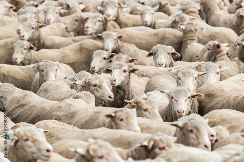 Sheep in a paddock © sarah181013