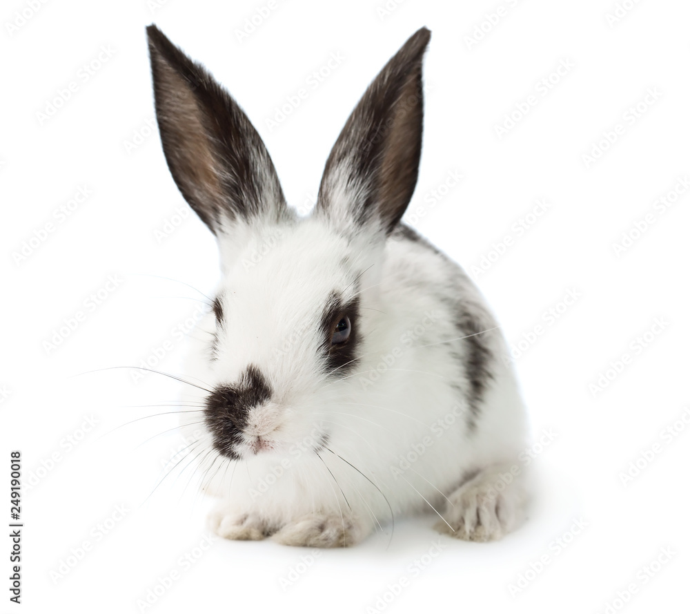 Cute white rabbit