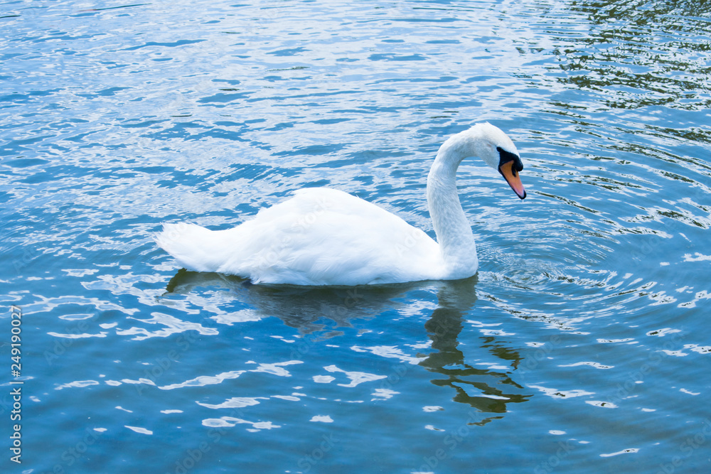white swan white swan