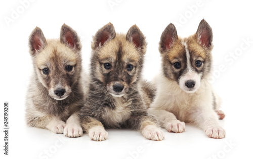 Three little puppies. © voren1