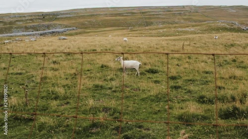 a sheep in the meadow photo