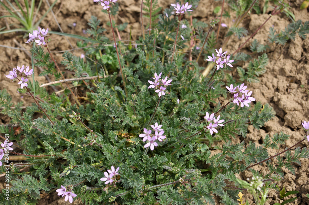 The field grows and blooms Erodium cicutarium The field grows and blooms Erodium cicutarium
