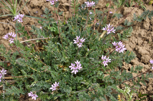 The field grows and blooms Erodium cicutarium photo