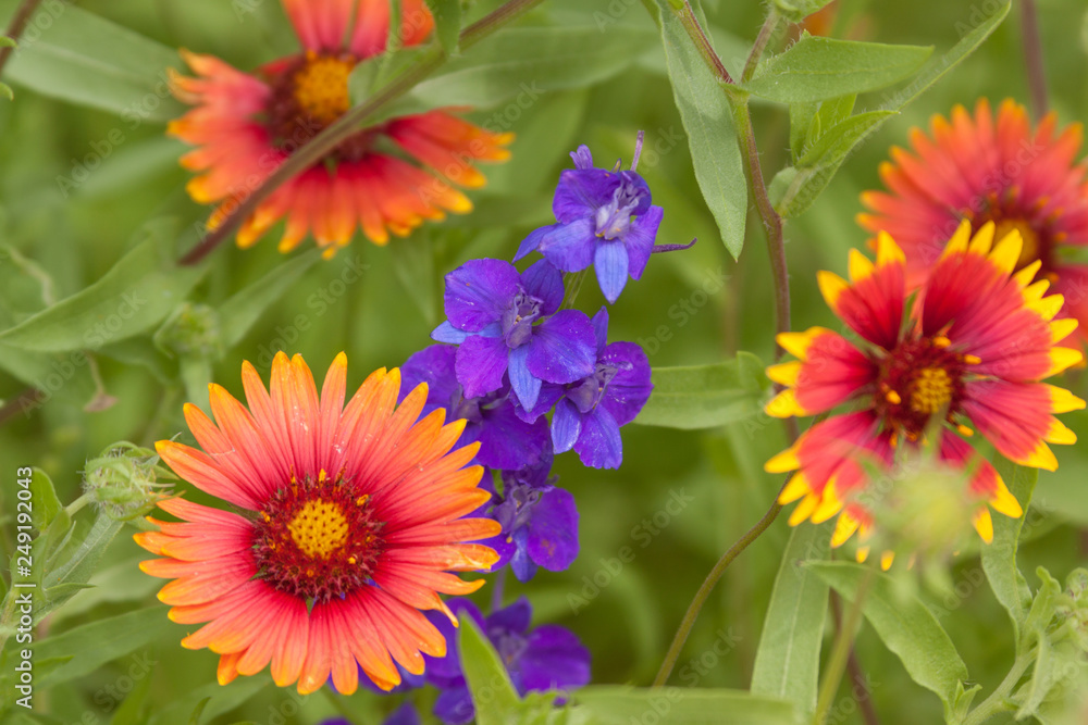 larkspur blanketflower gaillardia larkspur blanketflower gaillardia