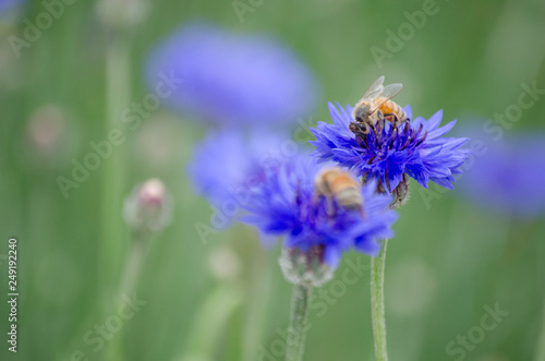 Fototapeta Naklejka Na Ścianę i Meble -  Bees Pollinating Blue Purple Cornflower (Centaurea cyanus) in Spring