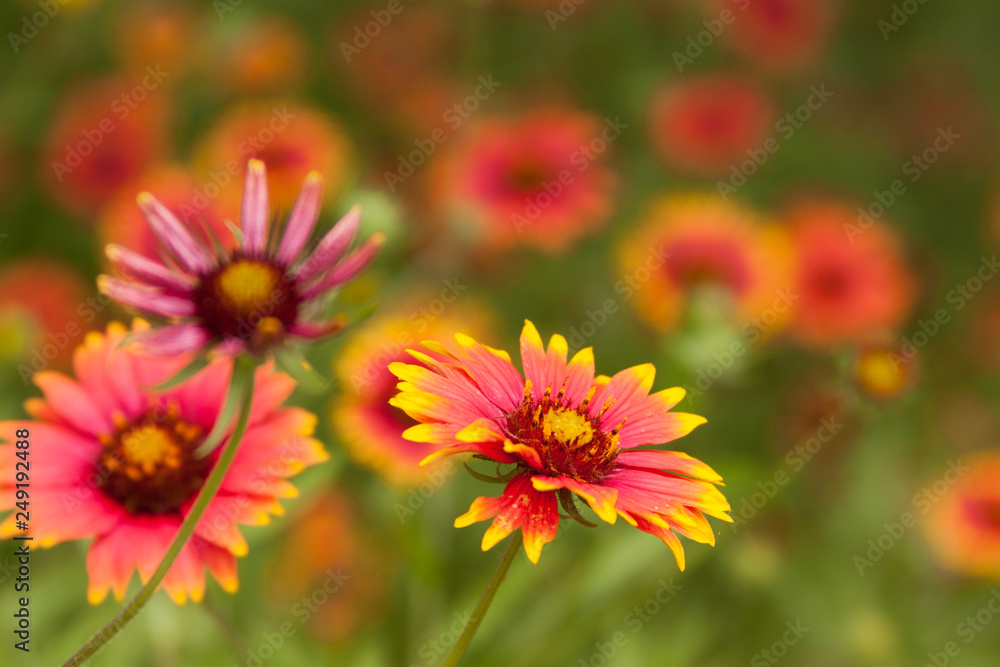gaillardia blanketflower grouping gaillardia blanketflower grouping