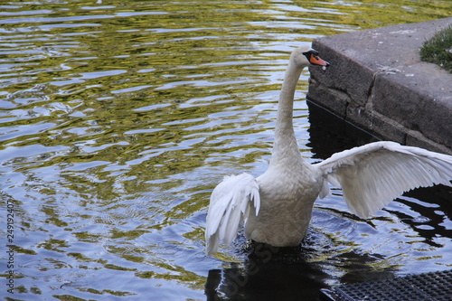 White Swan waving his big wings on the surface of the water