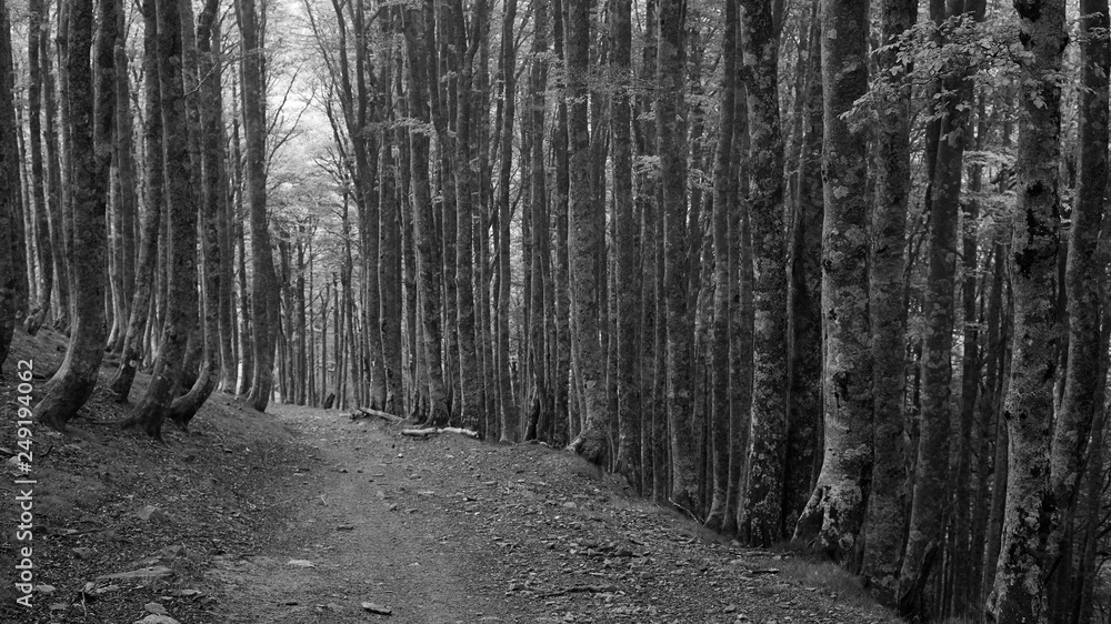 Fototapeta premium A beech forest lines the Camino de Santiago as it descends through the Spanish Pyrenees