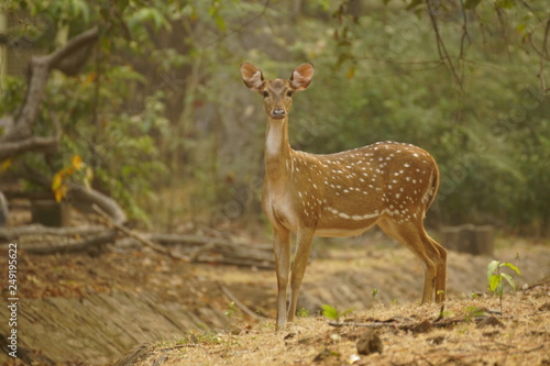 Axis deer standing in an Indian Forest or Park © Dirk70