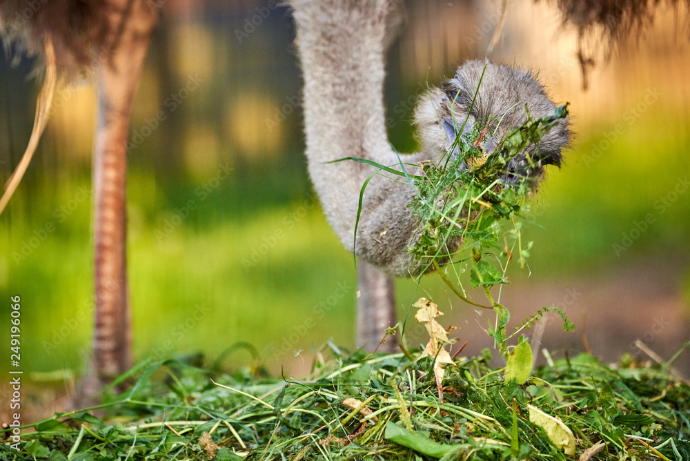Ostrich (Struthio camelus) eating grass Ostrich (Struthio camelus) eating grass